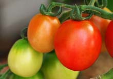 Вырастить помидоры  в открытом грунте