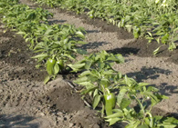 Технология выращивания перца,агротехника выращивания