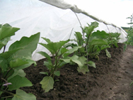 Технология выращивания баклажанов