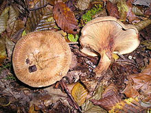 Гриб свинушка тонкая  встречается с июня по октябрь в разных лесах, на почве или на старых пнях, по краям дорог.