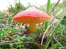Гигроцибебе— род пластинчатых грибов семейства Гигрофоровые