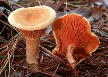 Говорушка оранжевая, или ложная лисичка  — гриб семейства Hygrophoropsidaceae.