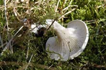 Говорушка беловатая  — гриб рода говорушек семейства Рядовковых.
