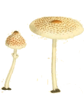 Зонтик ядовитый очень опасный пластинчатый гриб, небольшого размера.
