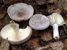 Гриб серушка (лат. Lactarius flexuosus) — гриб рода Млечник семейства Сыроежковые