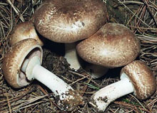 Шампиньон лесной-— вид грибов рода Шампиньон.