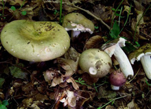 Сыроежка зелёная  — гриб семейства Сыроежковые.