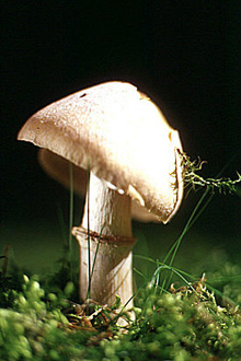 Гриб колпак кольчатый (лат. Rozites caperatus) — съедобный гриб семейства Паутинниковые