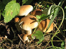 Полёвка  (агроцибе) цилиндрическая (лат. Agrocybe cylindracea) — гриб семейства больбитиевых.