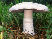 Растёт гриб шампиньон обыкновенный на навозной почве
