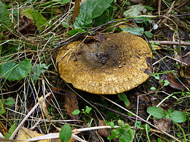 Чёрный груздь  — гриб рода Млечник семейства Сыроежковые.