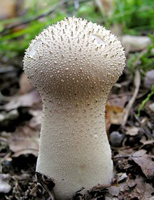 Дождевик настоящий (лат. Lycoperdon) — род грибов семейства Шампиньоновые