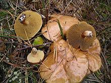 Гриб козляк- (лат. Suillus bovinus) — трубчатый гриб рода Маслёнок 