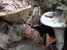 Гриб скрипица (лат. Lactarius vellereus) — гриб рода Млечник семейства Сыроежковые.