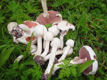 Растет  гриб шампиньон луговой   среди травы на богатой перегноем