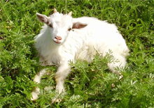 Для хорошего доения, коза каждый год должна давать приплод