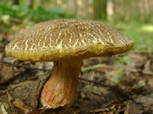 Моховик трещиноватый (лат. Xerocomus chrysenteron) — гриб рода Моховик.