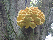 Встречается гриб трутовик серно-жёлтый часто, с весны до осени, большими группа ми