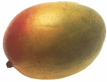 Фрукт манго является плодом мангового дерева