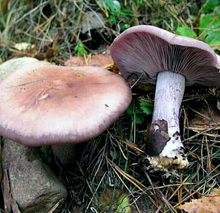 Рядовка фиолетовая-гриб из семейства трихоломовых (Tricholomataceae)