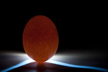 Яйца, имеющие пороки,относят к пищевым неполноценным или к техническому браку в зависимости от вида дефекта и степени его развития.