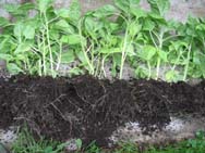 Прежде чем высадить сеянцы дыни в открытый грунт, надо как следует увлажнить подготовленную почву