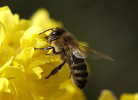 Продолжительность жизни рабочей пчелы