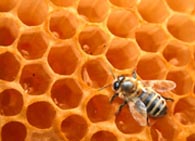 Чем питаются пчелы