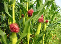 История происхождения кукурузы