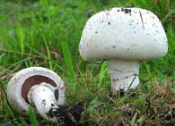 Как вырастить грибы в огороде