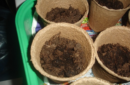 Как вырастить рассаду баклажан?