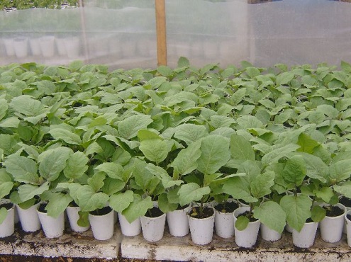 Чтобы получить ранний и хороший урожай баклажанов, необходимо правильно использовать технологию выращивания рассады