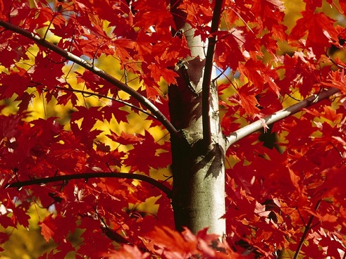 autumnal-maple