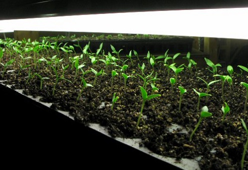 Выращивание баклажанов в домашних условиях