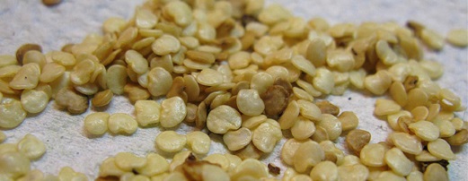 Как собрать семена баклажанов?