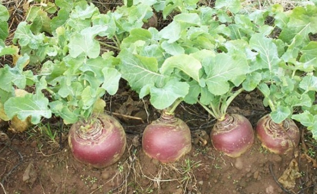 Выращивание брюквы в открытом грунте
