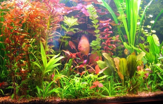 Как выращивать аквариумные растения?