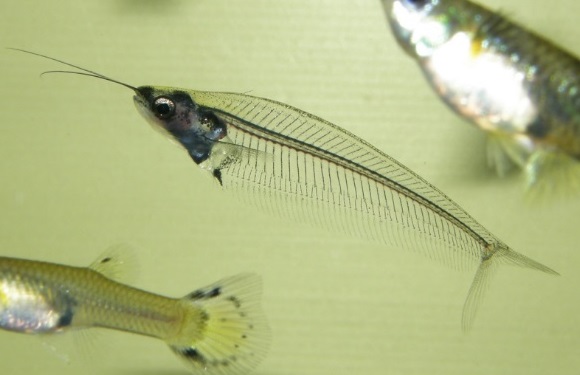 sovmestimost-ryb-v-presnovodnom-akvariume