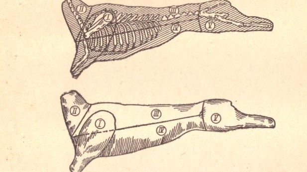 Рис. 11. Схема разделки бараньей туши: Рис. 12. Схема разделки свиной туши: I —лопатка (передняя нога); II —грудинка; III —шея; IV — корейка; V — окорок (задняя нога) Рис. 11. Схема разделки бараньей туши: 1—лопатка (передняя нога): II — шея; III — корейка; IV — грудинка; V — окорок (задняя нога) 