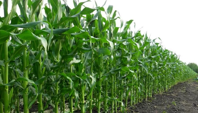Как вырастить кукурузу?
