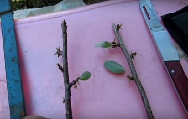 Выращивание вишни: посадка, уход, размножение