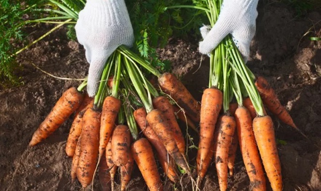Выращивание моркови: посадка, уход, хранение